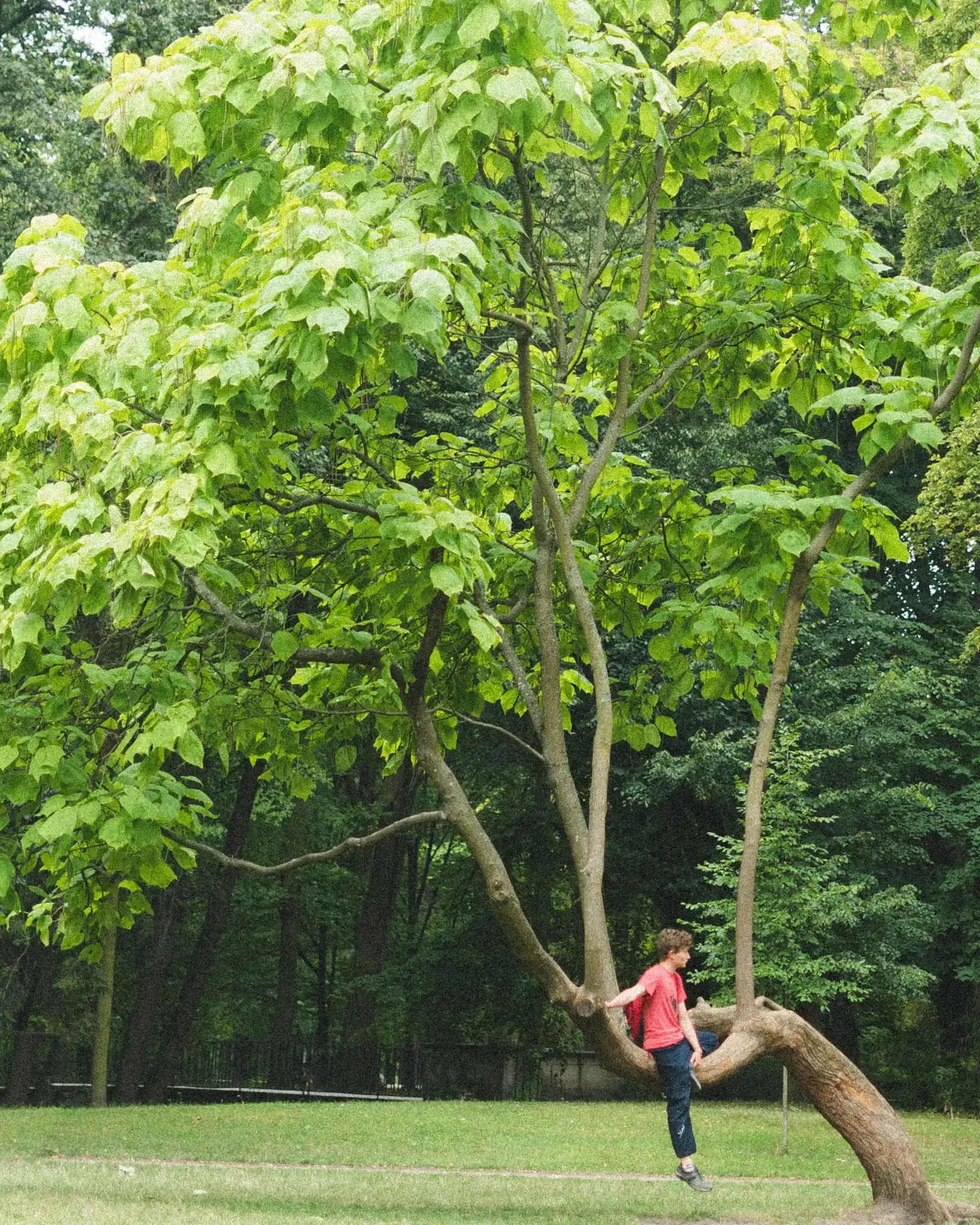 A boy sitting on a colorful tree